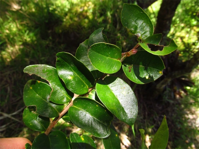 Arrayán Común - Vista 3